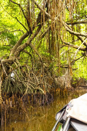 Bootsafari durch den Mangroven-Dschungel im Bentota Ganga River Lake im Distrikt Bentota Beach Galle Südprovinz Sri Lanka.