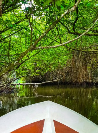 Boat safari trip through mangrove jungle forest in Bentota Ganga River Lake in Bentota Beach Galle District Southern Province Sri Lanka.
