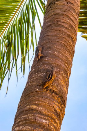 Ardillas ardillas trepan a una palmera en Bentota Beach Galle District Southern Province Sri Lanka.