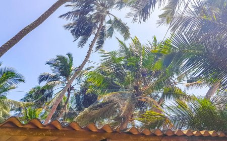 Bentota Beach Provincia del Sur Sri Lanka 16. Marzo 2018 Hombre trepa a una palmera para cosechar cocos en Bentota Beach Galle District Southern Province Sri Lanka.