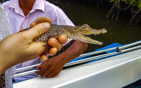 Baby-Krokodil hält Boot-Safari im Mangroven-Dschungel des Bentota Ganga Flusses im Bentota Ganga Fluss.
