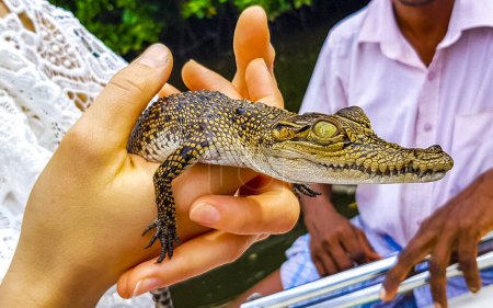 Baby-Krokodil hält Boot-Safari im Mangroven-Dschungel des Bentota Ganga Flusses im Bentota Ganga Fluss.
