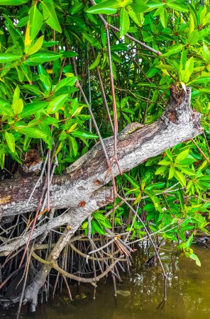 Große Waraneidechse in tropischer Dschungel-Natur im Bentota Beach Galle District Southern Province Sri Lanka.