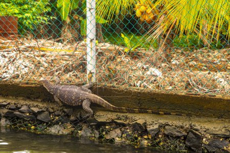 Large monitor lizard in tropical jungle nature in Bentota Beach Galle District Southern Province Sri Lanka.