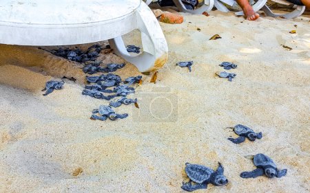 Téléchargez les photos : De nombreuses petites tortues rampent hors du nid de sable vers la mer dans le district de Mirissa Beach Matara Province du Sud Sri Lanka. - en image libre de droit