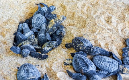 Téléchargez les photos : De nombreuses petites tortues rampent hors du nid de sable vers la mer dans le district de Mirissa Beach Matara Province du Sud Sri Lanka. - en image libre de droit