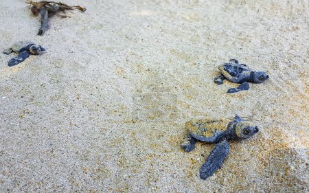 Viele kleine Babyschildkröten krabbeln aus dem Sandnest ans Meer im Mirissa Beach Matara District Southern Province Sri Lanka.