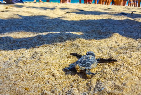 Many small baby turtles crawl out of the sand nest to the sea in Mirissa Beach Matara District Southern Province Sri Lanka.
