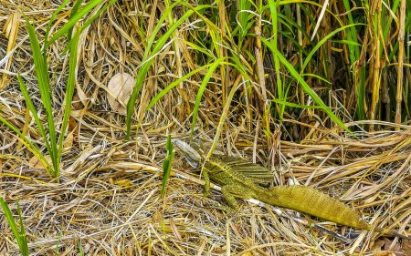 Tortuguero vert iguane reptile dans l'herbe à Rio Segundo Alajuela Costa Rica en Amérique centrale.