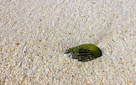 Beautiful green shells shell mussel on beach sand and turquoise sea on Isla Contoy island in Cancun Quintana Roo Mexico.