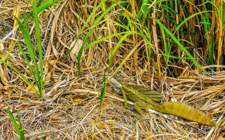 Téléchargez les photos : Tortuguero vert iguane reptile dans l'herbe à Rio Segundo Alajuela Costa Rica en Amérique centrale. - en image libre de droit