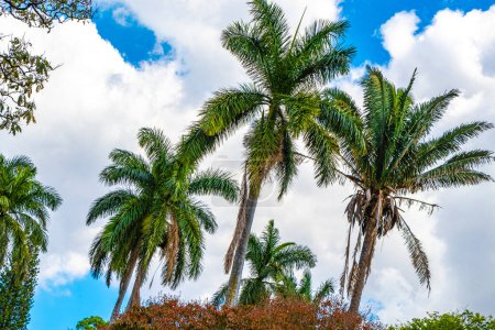 Tropische Palmen, Palmen und blauer Himmel in Alajuela Costa Rica in Mittelamerika.