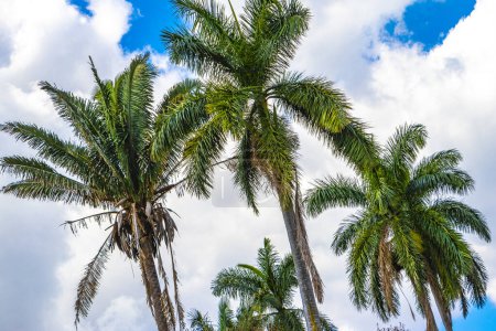 Palmiers tropicaux palmiers plantes et ciel bleu à Alajuela Costa Rica en Amérique centrale.