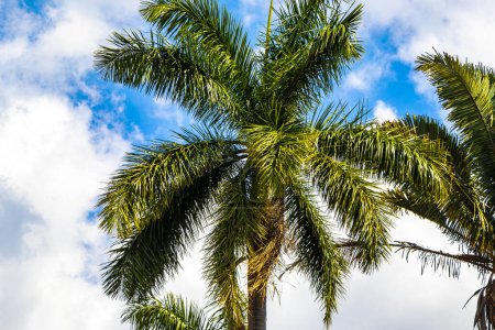 Téléchargez les photos : Palmiers tropicaux palmiers plantes et ciel bleu à Alajuela Costa Rica en Amérique centrale. - en image libre de droit