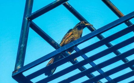 Gran pájaro Grackle de cola se sienta en la escalera de cable de poste eléctrico de la ciudad en Playa del Carmen Quintana Roo México.