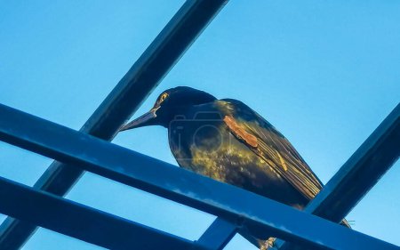 Great tailed Grackle oiseau se trouve sur le poteau électrique câble échelle escaliers ville à Playa del Carmen Quintana Roo Mexique.
