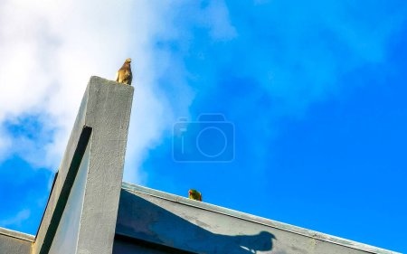 Grünpapagei und Taubenvögel auf dem Dach in Alajuela Costa Rica in Mittelamerika.