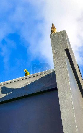 Téléchargez les photos : Perroquet vert et pigeons sur le toit à Alajuela Costa Rica en Amérique centrale. - en image libre de droit