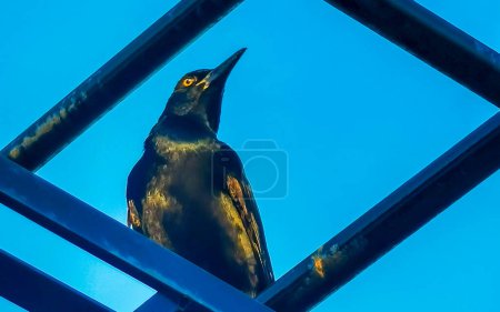Great tailed Grackle oiseau se trouve sur le poteau électrique câble échelle escaliers ville à Playa del Carmen Quintana Roo Mexique.
