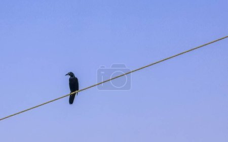 Great tailed Grackle bird sits on power pole cable city in Playa del Carmen Quintana Roo Mexico.