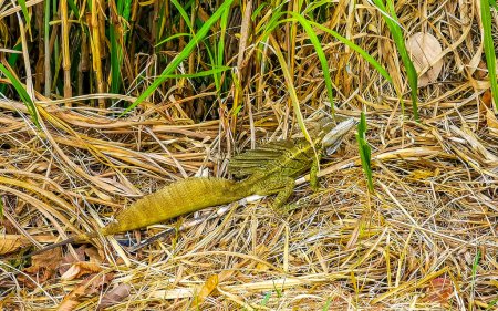 Lagarto Tortuguero Verde iguana reptil en la hierba en Río Segundo Alajuela Costa Rica en Centroamérica.