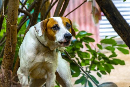 Aggressive dog on a leash in the garden in Zicatela Puerto Escondido Oaxaca Mexico.