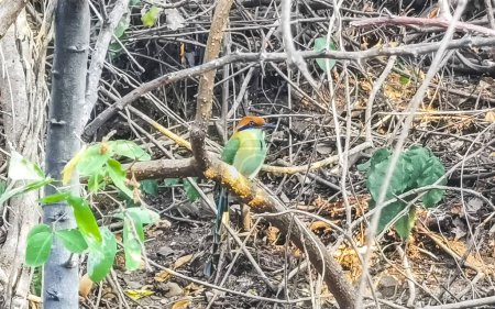 Momoto bird on a branch in tropical Nature Jungle in Zicatela Puerto Escondido Oaxaca Mexico.