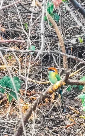 Momoto bird on a branch in tropical Nature Jungle in Zicatela Puerto Escondido Oaxaca México.