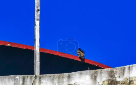 Flying vulture eagle bird of prey in blue sky sitting on post roof tower in Zicatela Puerto Escondido Oaxaca Mexico.