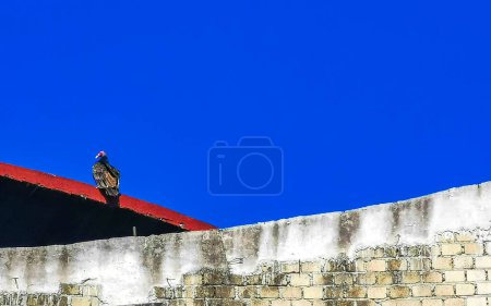 Flying vulture eagle bird of prey in blue sky sitting on post roof tower in Zicatela Puerto Escondido Oaxaca Mexico.