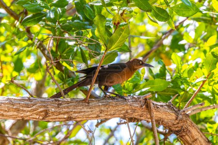 Gran pájaro grackle de cola se sienta en el techo de palapa en la naturaleza tropical en Playa del Carmen Quintana Roo México.