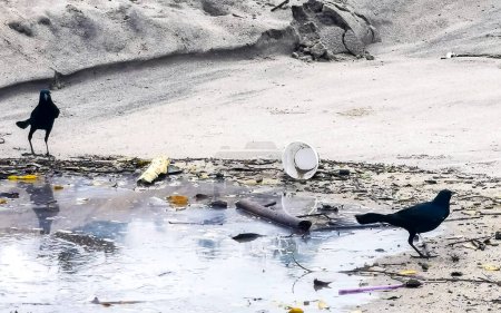 Grackle de cola grande busca comida en una playa contaminada en la naturaleza tropical en Zicatela Puerto Escondido Oaxaca México.
