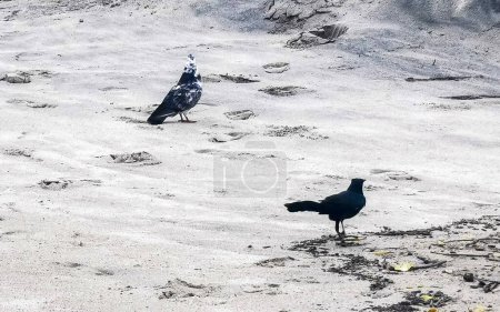 Pájaros Grackle buscando comida en una playa contaminada en la naturaleza tropical en Zicatela Puerto Escondido Oaxaca México.