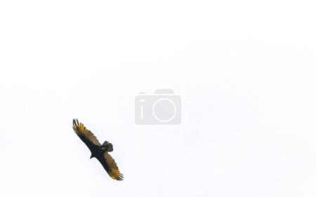 Aigle volant oiseau de proie dans le ciel bleu à Zicatela Puerto Escondido Oaxaca Mexique.