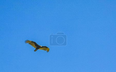 Flying vulture eagle bird of prey in blue sky in Zicatela Puerto Escondido Oaxaca Mexico.