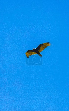 Águila buitre voladora ave de presa en el cielo azul en Zicatela Puerto Escondido Oaxaca México.