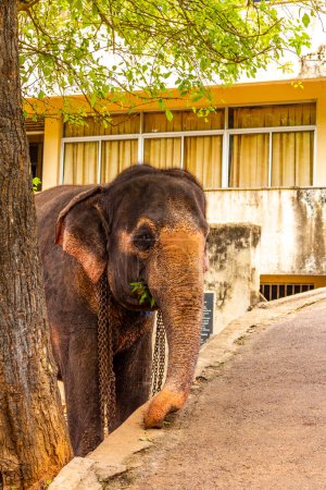 Sri Lanka temple elephant in chains for Elephant rides in Bentota Beach Galle District Southern Province Sri Lanka.