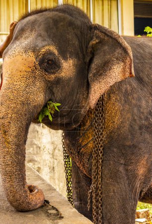 Elefante del templo de Sri Lanka encadenado para paseos en elefante en Bentota Beach Galle District Southern Province Sri Lanka.