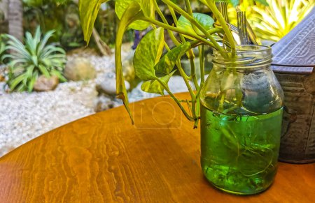 Planta en vidrio verde con jarrón de agua en Zicatela Puerto Escondido Oaxaca México.