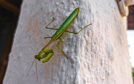 Green praying mantis insect sitting on a white wall in Mazunte Oaxaca Mexico.