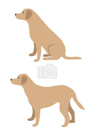 Set eines großen Hundes in verschiedenen Posen. Ein beiger Hund steht und sitzt. Haustier. Vektordarstellung in flachem Stil auf weißem Hintergrund.