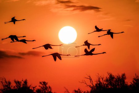 Photo for Flying pink flamingos during sunset, Phoenicopterus roseus, Camarque, France, close up, detail, nature - Royalty Free Image