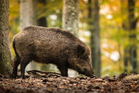 Photo for A Wild boar in its natural habitat, close up, detail, wildlife, forest - Royalty Free Image