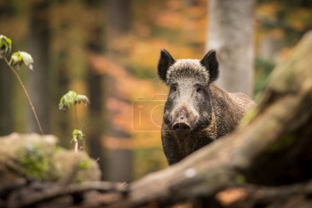 Photo for A Wild boar in its natural habitat, close up, detail, wildlife, forest - Royalty Free Image