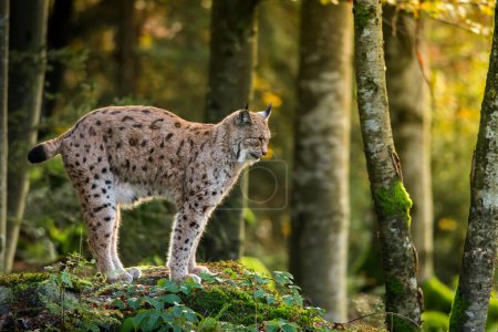 Téléchargez les photos : Un lynx européen dans son habitat naturel, gros plan, détail, faune, forêt - en image libre de droit
