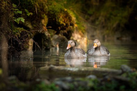 Photo for Two wild gooses  in its natural environment, wildlife, close up, detail, river tide, swim - Royalty Free Image