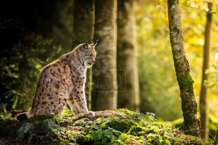Téléchargez les photos : Un lynx européen dans son habitat naturel, gros plan, détail, faune, forêt - en image libre de droit