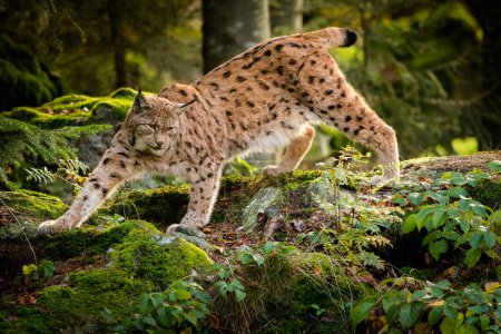 Photo for A European lynx in its natural habitat, close up, detail, wildlife, forest - Royalty Free Image