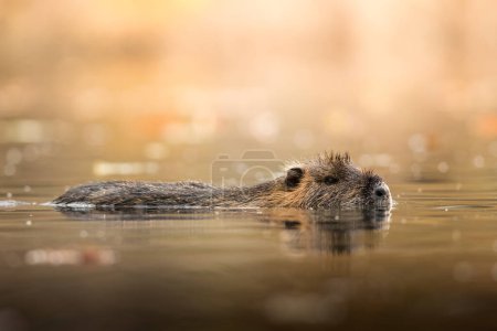 Photo for A Coypu in its natural environment, wildlife, close up, detail, river tide - Royalty Free Image