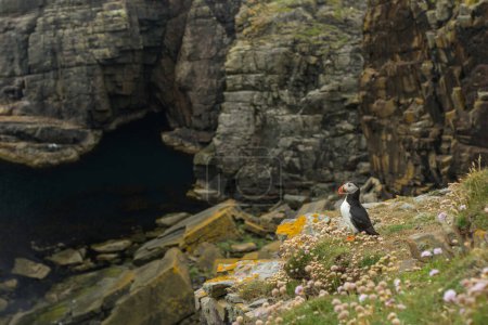 Téléchargez les photos : Macareux macareux dans son habitat naturel, mer du Nord, détails, Shetlands, Norvège, oiseaux de mer, faune - en image libre de droit